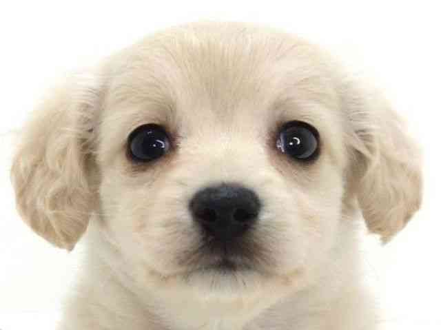 大阪府のチワックス(チワワ×ダックス) (ひごペットフレンドリーいこらもーる泉佐野店/2025年10月31日生まれ/女の子/クリーム)の子犬の1枚目の画像