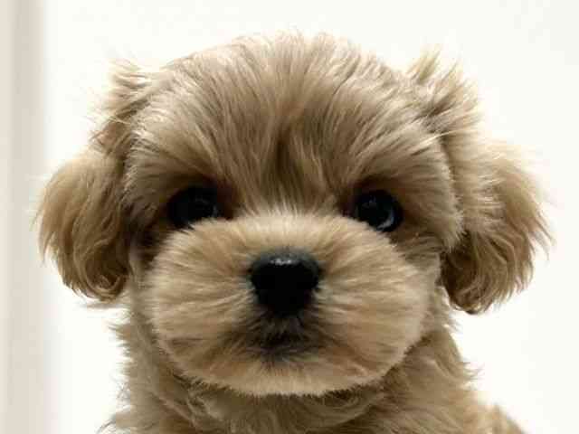 愛知県のマルプー(マルチーズ×プードル) (ひごペットフレンドリーららぽーと名古屋みなとアクルス店/2025年11月7日生まれ/男の子/アプリコット)の子犬の1枚目の画像