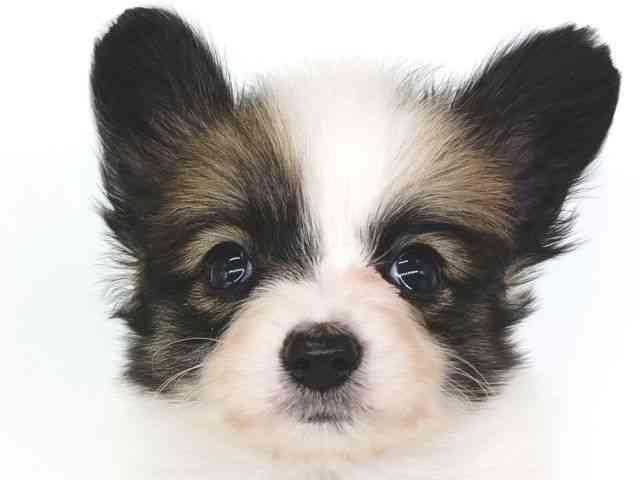 大阪府のパピヨン (ひごペットフレンドリー泉ヶ丘店/2025年11月9日生まれ/男の子/ホワイトレッド)の子犬の1枚目の画像