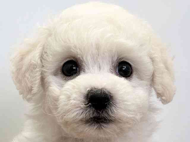 愛媛県のビションフリーゼ (ひごペットフレンドリーエミフルMASAKI店/2025年11月9日生まれ/男の子/ホワイト)の子犬の1枚目の画像