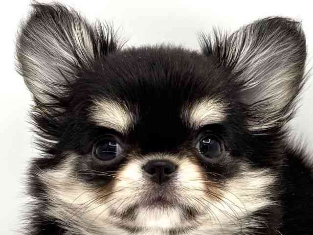 兵庫県のチワワ(ロング) (ひごペットフレンドリークラウンパーク伊丹店/2025年11月5日生まれ/女の子/ブラックタンホワイト)の子犬の1枚目の画像