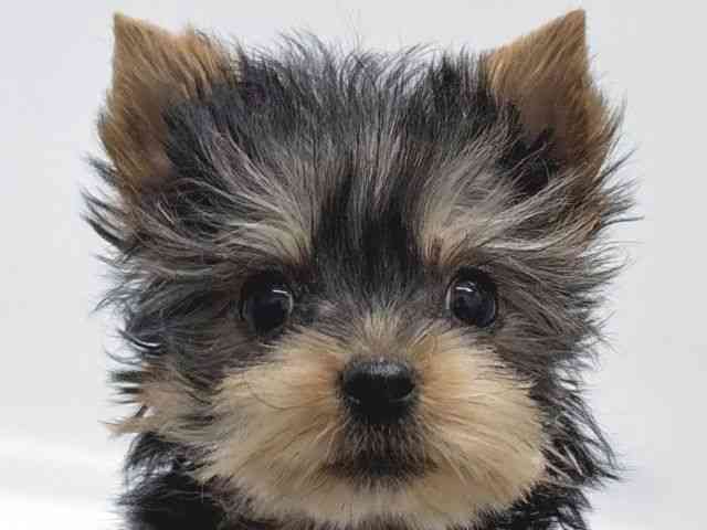 京都府のヨークシャーテリア (ひごペットフレンドリー京都店/2025年11月5日生まれ/女の子/スチールブルータン)の子犬の1枚目の画像