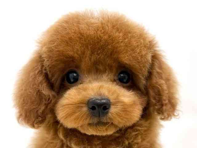 広島県のトイプードル(トイ) (ひごペットフレンドリーゆめタウン廿日市店/2025年11月8日生まれ/女の子/レッド)の子犬の1枚目の画像