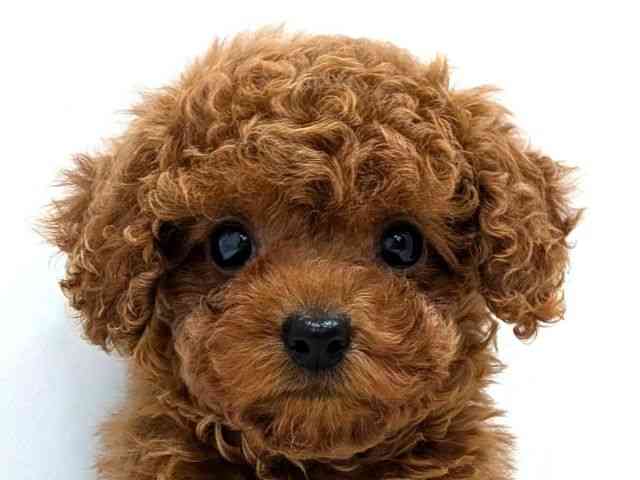 広島県のトイプードル(トイ) (ひごペットフレンドリーゆめタウン廿日市店/2025年11月8日生まれ/女の子/レッド)の子犬の1枚目の画像