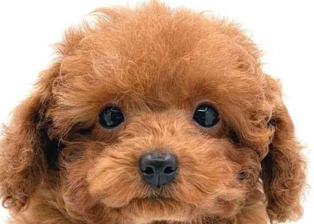 島根県のトイプードル(トイ) (ひごペットフレンドリーイオン松江ショッピングセンター店/2025年11月8日生まれ/男の子/レッド)の子犬の1枚目の画像