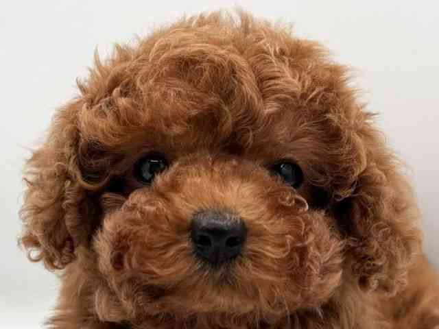 島根県のトイプードル(トイ) (ひごペットフレンドリーイオン松江ショッピングセンター店/2025年11月8日生まれ/男の子/レッド)の子犬