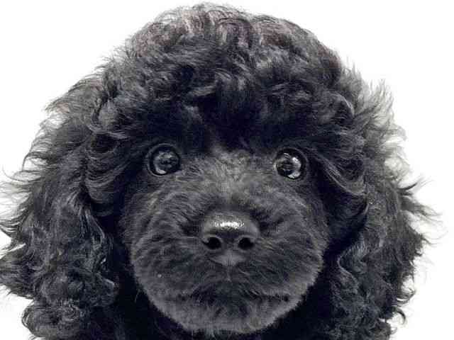 大阪府のミニチュアプードル (ひごペットフレンドリーイオンタウン豊中庄内店/2025年11月8日生まれ/女の子/ブラック)の子犬の1枚目の画像