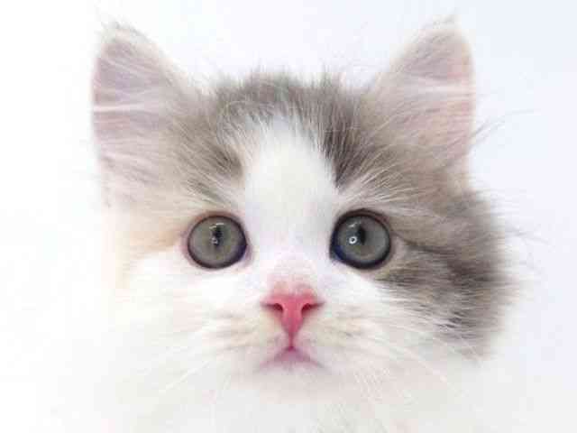 大阪府のサイベリアン (ひごペットフレンドリーいこらもーる泉佐野店/2025年11月4日生まれ/女の子/ダイリュートキャリコ)の子猫の1枚目の画像