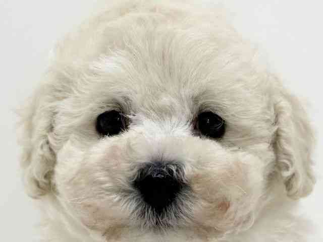 大阪府のトイプードル(トイ) (ひごペットフレンドリーくずはモール店/2025年11月8日生まれ/男の子/ホワイト)の子犬の1枚目の画像