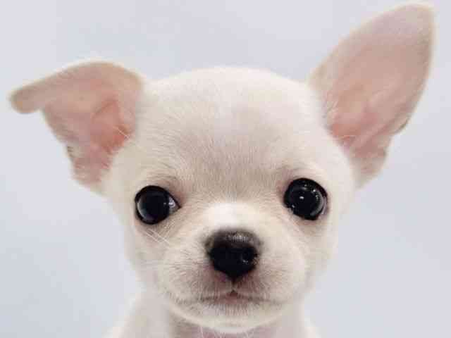 大阪府のチワワ(スムース) (ひごペットフレンドリーイズミヤショッピングセンター千里丘店/2025年11月7日生まれ/男の子/クリーム)の子犬