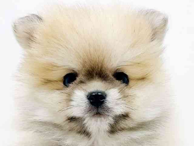 広島県のポメラニアン (ひごペットフレンドリーフジグラン神辺店/2025年11月8日生まれ/男の子/ウルフセーブル)の子犬の1枚目の画像