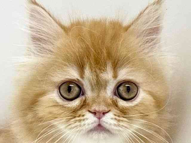 大阪府のエキゾチック (ひごペットフレンドリーくずはモール店/2025年11月7日生まれ/男の子/レッドタビー)の子猫の1枚目の画像