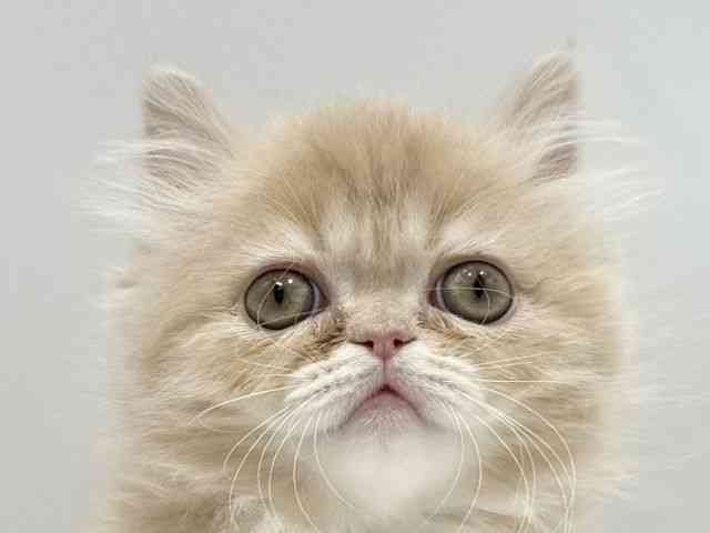 愛知県のエキゾチック (ひごペットフレンドリーヴィアモール アピタ江南西店/2025年11月7日生まれ/男の子/クリームタビー)の子猫