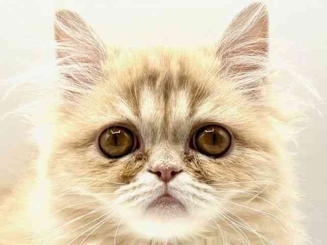 愛知県のエキゾチック (ひごペットフレンドリーヴィアモール アピタ江南西店/2025年11月7日生まれ/男の子/クリームタビー)の子猫の1枚目の画像