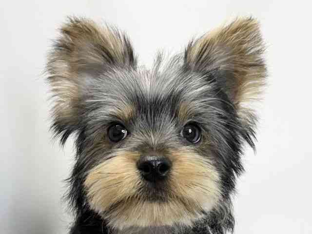 愛媛県のヨークシャーテリア (ひごペットフレンドリーイオンモール今治新都市店/2025年11月8日生まれ/男の子/スチールブルータン)の子犬の1枚目の画像