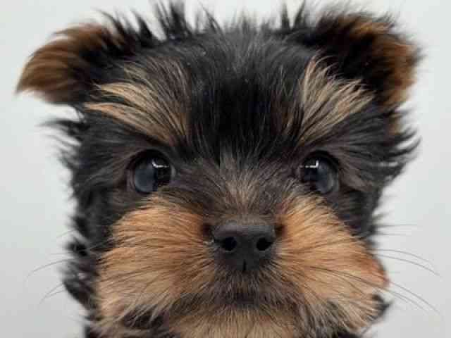 島根県のヨークシャーテリア (ひごペットフレンドリーイオン松江ショッピングセンター店/2025年11月8日生まれ/男の子/スチールブルータン)の子犬の1枚目の画像