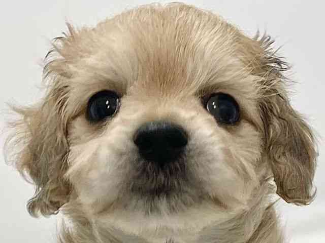 高知県のマルックス(マルチーズ×ダックス) (ひごペットフレンドリーイオンモール高知店/2025年11月8日生まれ/女の子/フォーン)の子犬