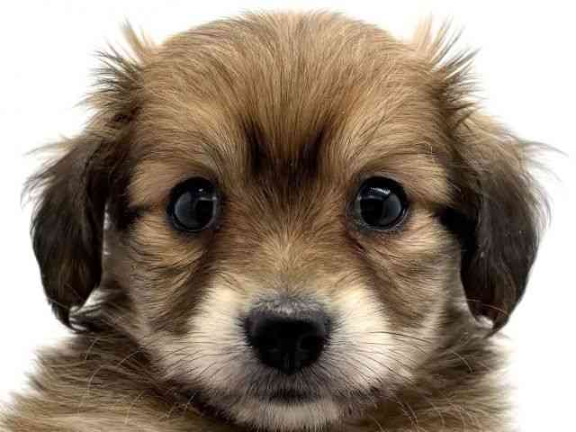 兵庫県のポメックス(ポメラニアン×ダックス) (ひごペットフレンドリークラウンパーク伊丹店/2025年11月9日生まれ/男の子/フォーン)の子犬の1枚目の画像