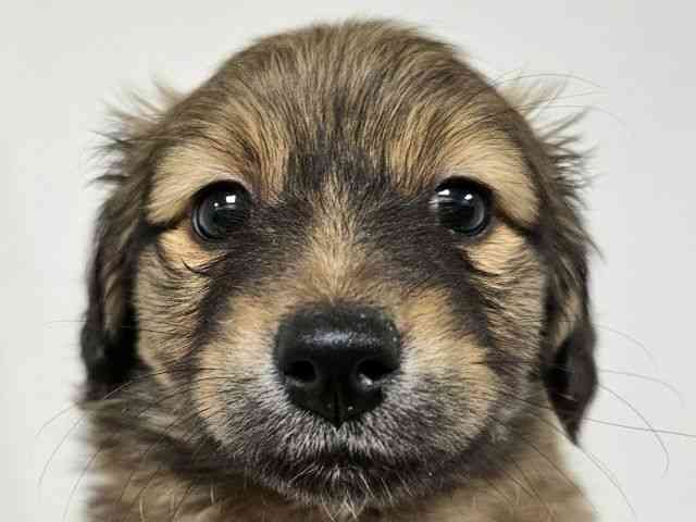 愛知県のポメックス(ポメラニアン×ダックス) (ひごペットフレンドリーイトーヨーカドー知多店/2025年11月9日生まれ/男の子/フォーン)の子犬の1枚目の画像