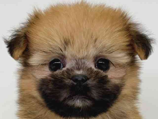 大阪府のポメズー/ポメシーズ(ポメラニアン×シーズー) (ひごペットフレンドリー瓜破店/2025年11月6日生まれ/女の子/レッド)の子犬の1枚目の画像