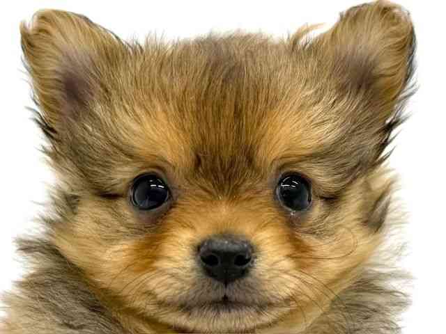 大阪府のポメチワ/チワポメ/ポメチー(ポメラニアン×チワワ) (ひごペットフレンドリーイオンタウン茨木太田店/2025年11月9日生まれ/女の子/オレンジ)の子犬の1枚目の画像