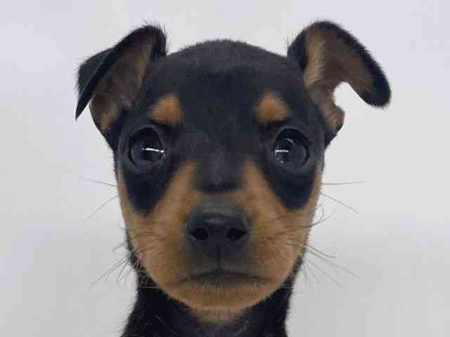 兵庫県のミニチュアピンシャー (ひごペットフレンドリーイオンタウン加古川店/2025年11月8日生まれ/男の子/ブラックタン)の子犬の1枚目の画像