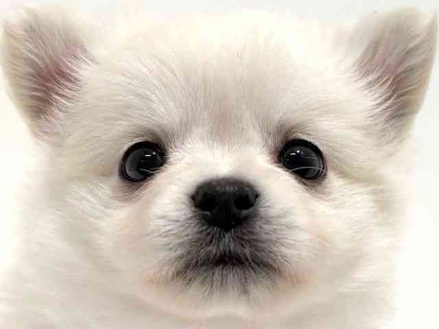 大阪府のポメチワ/チワポメ/ポメチー(ポメラニアン×チワワ) (ひごペットフレンドリーイオン高槻店/2025年11月8日生まれ/男の子/ホワイト)の子犬