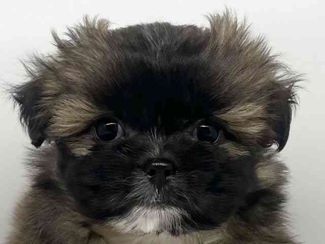 徳島県のポメズー/ポメシーズ(ポメラニアン×シーズー) (ひごペットフレンドリーゆめタウン徳島店/2025年11月6日生まれ/男の子/ブラウン)の子犬の1枚目の画像