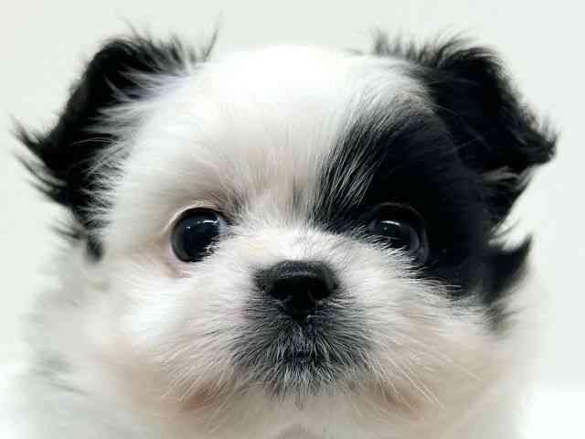 兵庫県のポメズー/ポメシーズ(ポメラニアン×シーズー) (ひごペットフレンドリーブルメールHAT神戸店/2025年11月6日生まれ/女の子/ホワイトブラック)の子犬の1枚目の画像