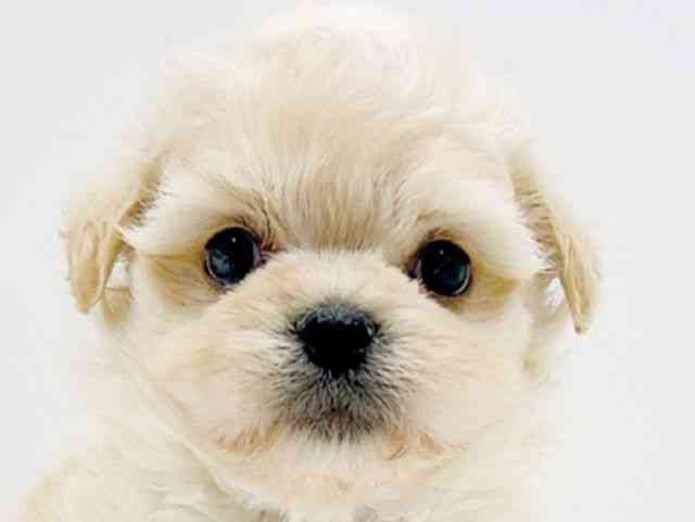 広島県のハーフ犬・ミックス犬 (ひごペットフレンドリーフジグラン神辺店/2025年11月9日生まれ/男の子/クリーム)の子犬の1枚目の画像