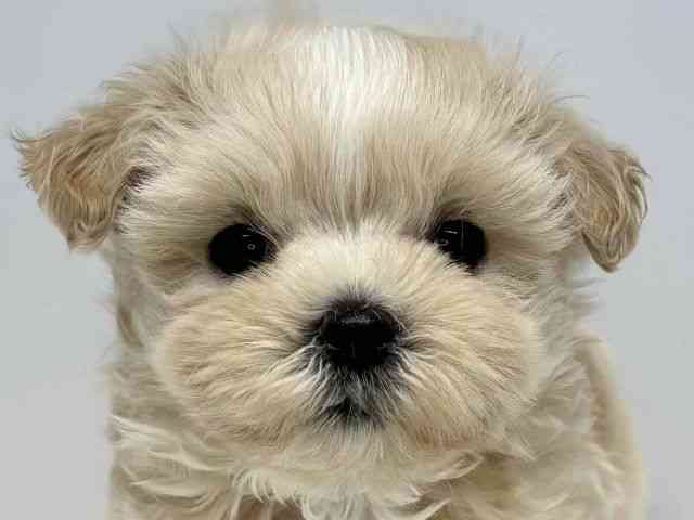 大阪府のハーフ犬・ミックス犬 (ひごペットフレンドリーセブンパーク天美店/2025年11月9日生まれ/男の子/クリーム)の子犬