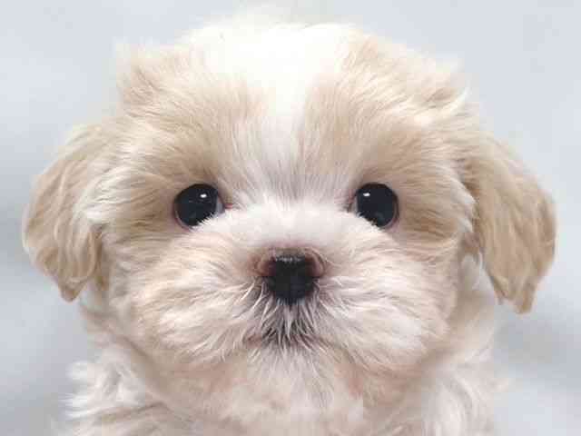 大阪府のハーフ犬・ミックス犬 (ひごペットフレンドリー堺プラットプラット店/2025年11月9日生まれ/女の子/クリーム)の子犬の1枚目の画像