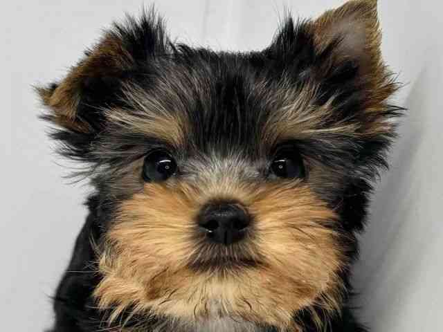 大阪府のヨークシャーテリア (ひごペットフレンドリーセブンパーク天美店/2025年11月9日生まれ/女の子/スチールブルータン)の子犬の1枚目の画像