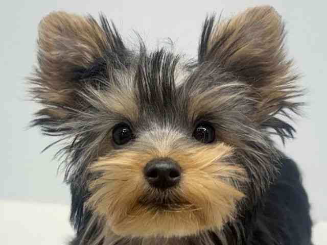 大阪府のヨークシャーテリア (ひごペットフレンドリーセブンパーク天美店/2025年11月9日生まれ/女の子/スチールブルータン)の子犬の1枚目の画像