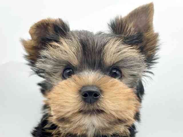 奈良県のヨークシャーテリア (ひごペットフレンドリートナリエ大和高田店/2025年11月9日生まれ/男の子/スチールブルータン)の子犬の1枚目の画像