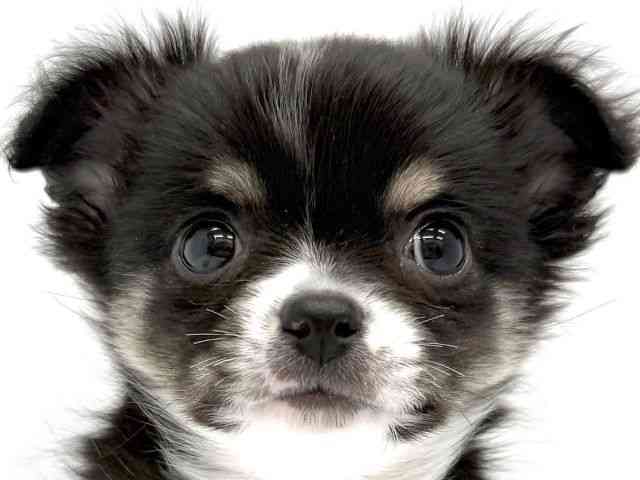 大阪府のチワワ(ロング) (ひごペットフレンドリーイオンタウン茨木太田店/2025年11月9日生まれ/男の子/ブラックホワイトタン)の子犬