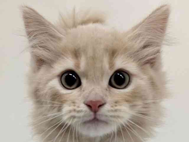 福岡県のスコティッシュフォールド (ひごペットフレンドリーリバーウォーク北九州店/2025年11月6日生まれ/男の子/クリームタビー)の子猫の1枚目の画像