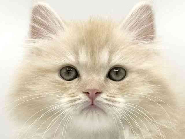 大阪府のミヌエット (ひごペットフレンドリーららぽーとEXPOCITY店/2025年11月5日生まれ/男の子/クリームタビー)の子猫の1枚目の画像