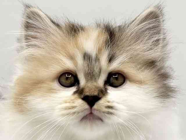 大阪府のミヌエット (ひごペットフレンドリーみのおキューズモール店/2025年11月5日生まれ/女の子/キャリコ)の子猫の1枚目の画像