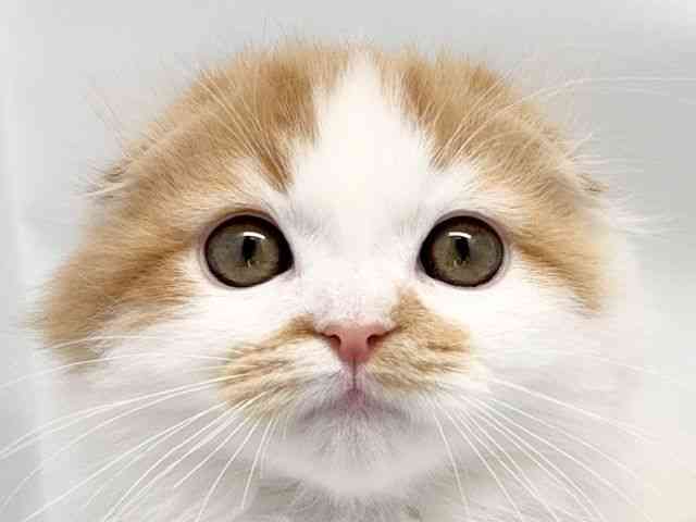 京都府のスコティッシュフォールド (ひごペットフレンドリー洛北阪急スクエア店/2025年11月4日生まれ/男の子/レッドタビーホワイトバン)の子猫の1枚目の画像