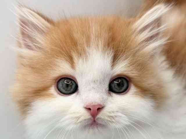 島根県のスコティッシュフォールド (ひごペットフレンドリーイオン松江ショッピングセンター店/2025年11月7日生まれ/男の子/レッドタビーホワイト)の子猫の1枚目の画像