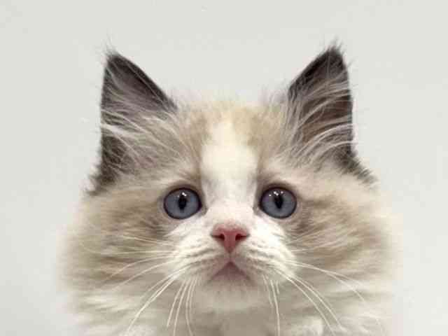 愛知県のラグドール (ひごペットフレンドリーヴィアモール アピタ江南西店/2025年11月5日生まれ/男の子/シールポイントバイカラー)の子猫