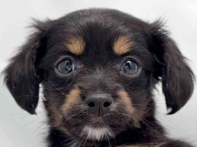 京都府のチワックス(チワワ×ダックス) (ひごペットフレンドリー洛北阪急スクエア店/2025年11月8日生まれ/男の子/ブラックタンホワイト)の子犬の1枚目の画像