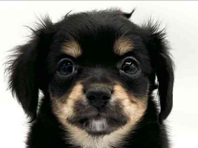 京都府のチワックス(チワワ×ダックス) (ひごペットフレンドリーイオンモール高の原店/2025年11月8日生まれ/女の子/ブラックタン)の子犬の1枚目の画像