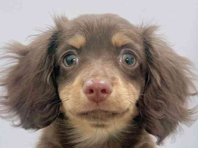 大阪府のチワックス(チワワ×ダックス) (ひごペットフレンドリーイズミヤショッピングセンター千里丘店/2025年11月8日生まれ/男の子/チョコレートタン)の子犬の1枚目の画像