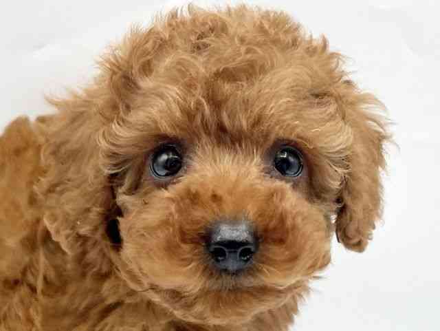 奈良県のトイプードル(トイ) (ひごペットフレンドリートナリエ大和高田店/2025年11月7日生まれ/男の子/レッドフォーン)の子犬の1枚目の画像