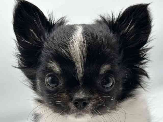 香川県のチワワ(ロング) (ひごペットフレンドリーゆめタウン高松店/2025年11月1日生まれ/女の子/ブラックタンホワイト)の子犬の1枚目の画像