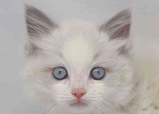 鳥取県のラグドール (ひごペットフレンドリーイオンモール鳥取北店/2025年11月5日生まれ/男の子/ブルーポイントバイカラー)の子猫の1枚目の画像