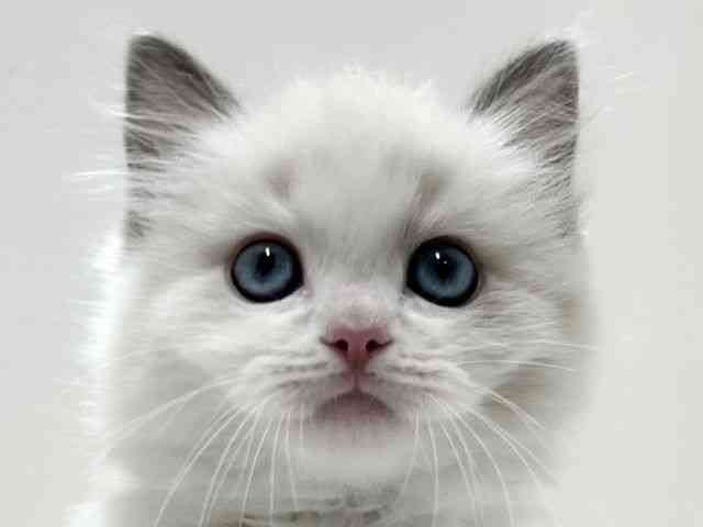 愛知県のラグドール (ひごペットフレンドリーららぽーと名古屋みなとアクルス店/2025年11月5日生まれ/男の子/ブルーポイントバイカラー)の子猫の1枚目の画像