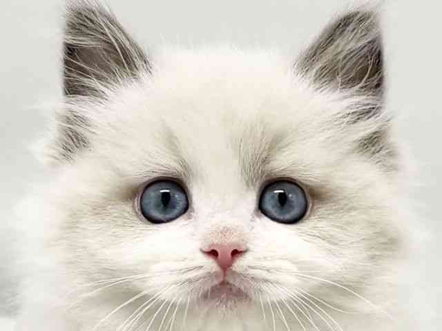 大阪府のラグドール (ひごペットフレンドリーイオンタウン豊中庄内店/2025年11月5日生まれ/男の子/ブルーポイントバイカラー)の子猫の1枚目の画像